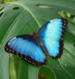 Farfalla Morpho